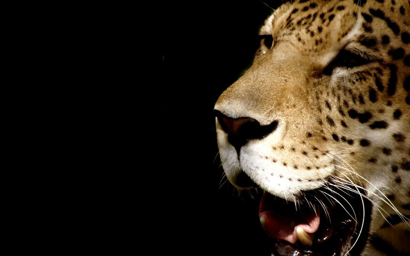 Leopard Yawning — Black, Dramatic, Photograph, Dark Background
