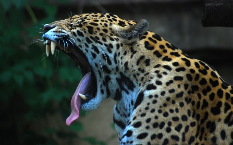 Leopard Yawning — Black, Dramatic, Photograph, Teeth