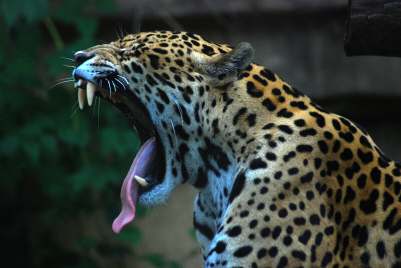Leopard Yawning — Black, Natural, Photograph, Teeth