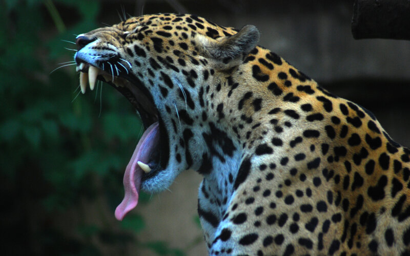 Leopard Yawning — Black, Natural, Photograph