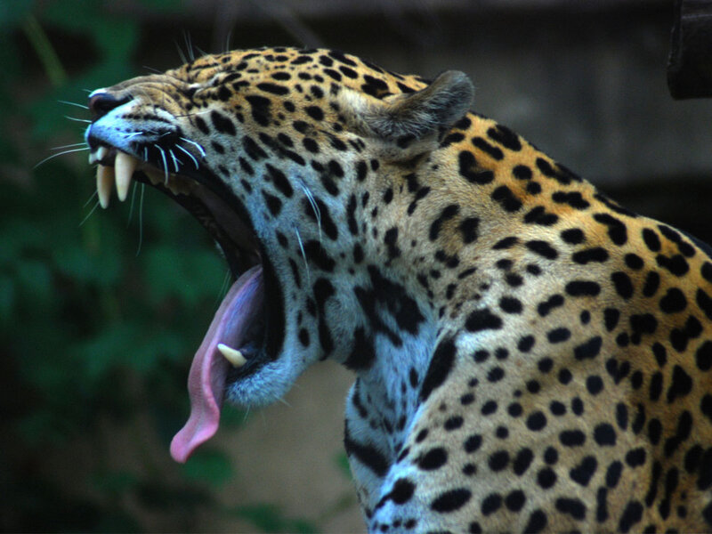Leopard Yawning — Black, Natural