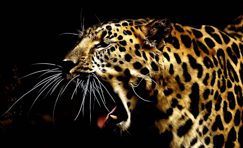 Leopard Yawning — Black