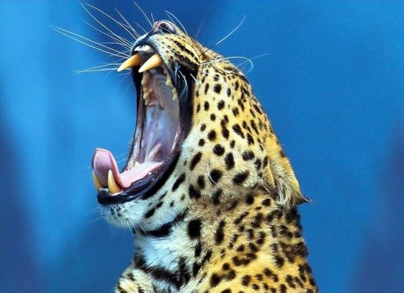 Leopard Yawning — Blue