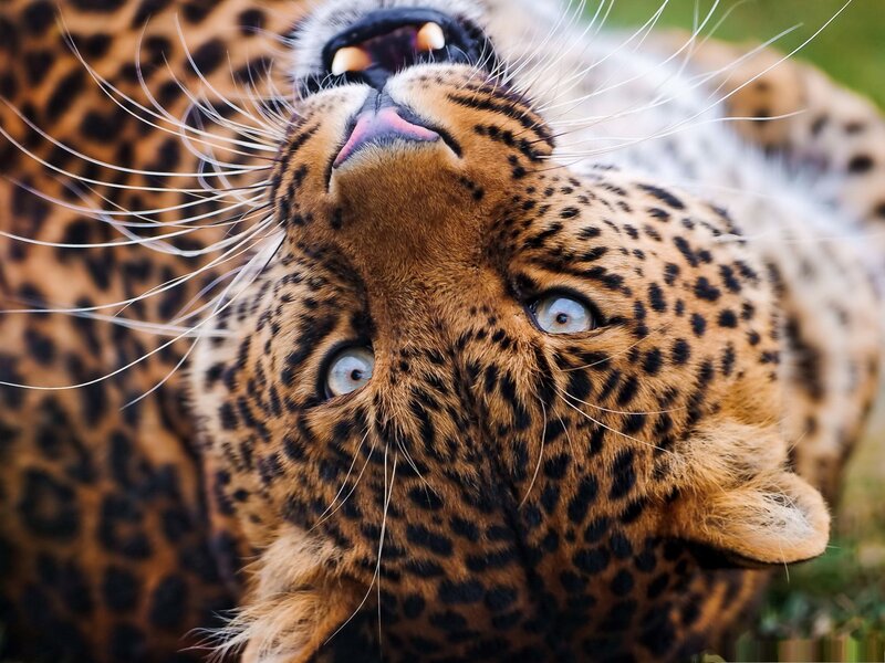 Leopard Yawning — Brown, Alert