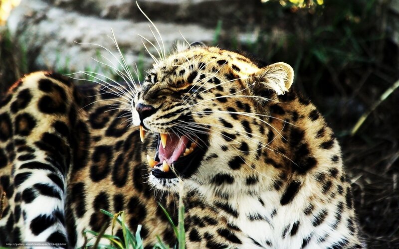 Leopard Yawning — Brown, Dramatic, Afternoon, Photograph