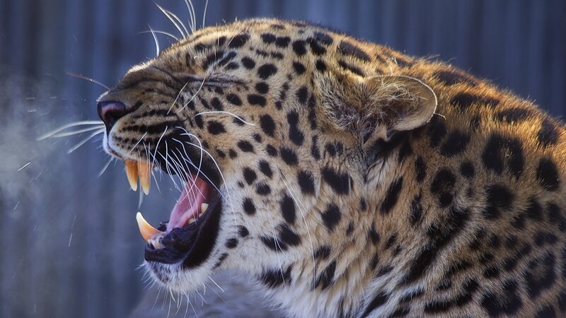 Leopard Yawning — Brown, Dramatic, Photograph, Teeth