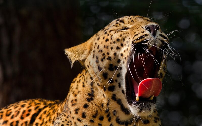 Leopard Yawning — Brown, Dramatic, Photograph