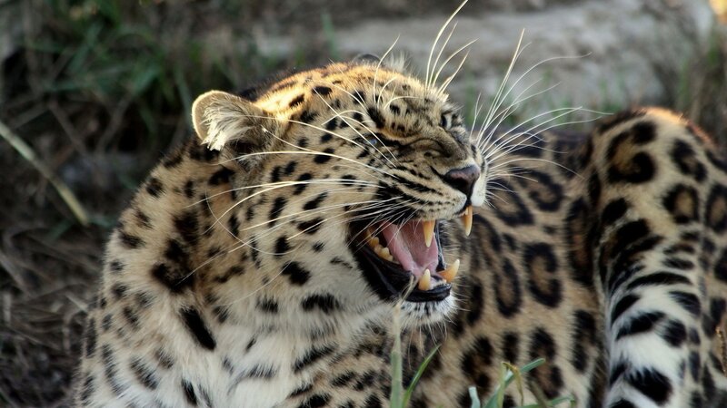 Leopard Yawning — Brown, Intense, Afternoon