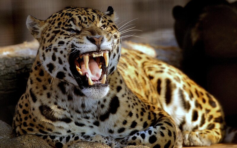 Leopard Yawning — Brown, Intense, Photograph, Jungle