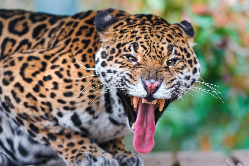 Leopard Yawning — Brown, Intense, Photograph, Jungle, Whiskers