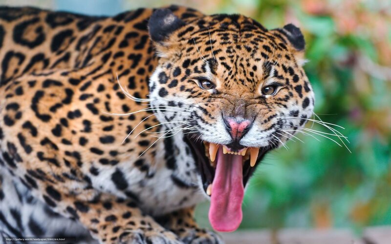 Leopard Yawning — Brown, Intense, Photograph, Teeth