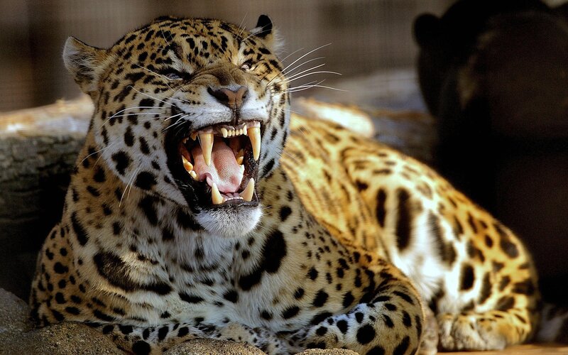 Leopard Yawning — Brown, Intense, Photograph