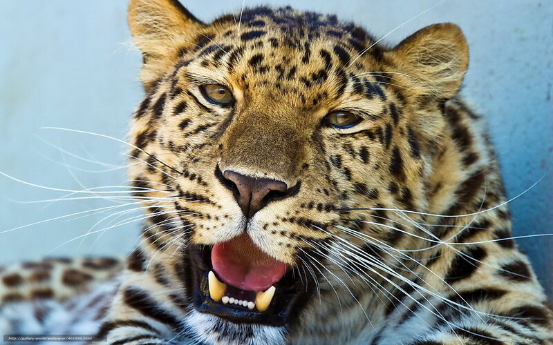 Leopard Yawning — Brown, Intense, Photograph, Whiskers