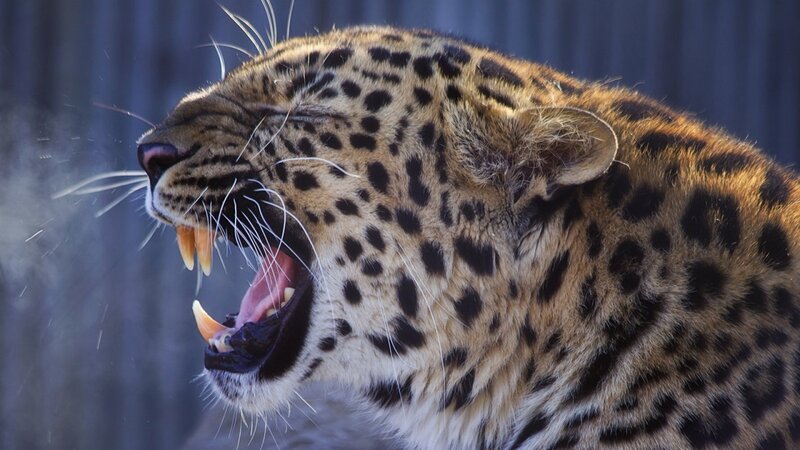 Leopard Yawning — Brown, Intense