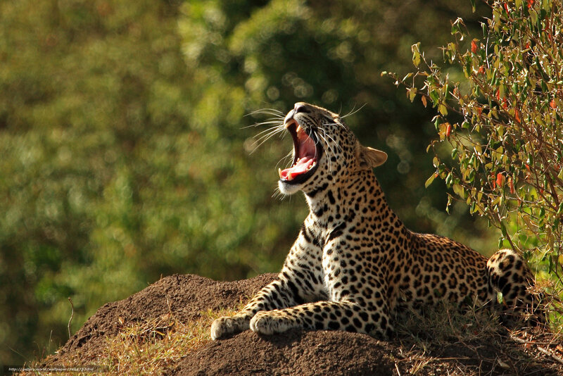 Leopard Yawning — Brown, Natural, Afternoon, Photograph, Rock, Bush