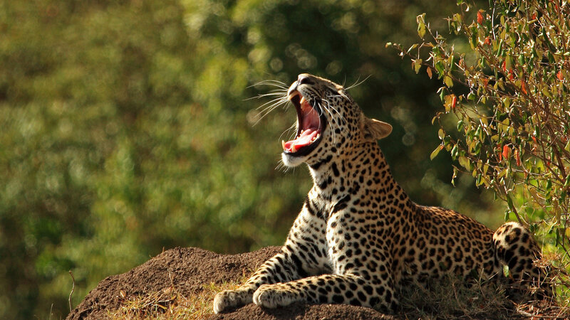 Leopard Yawning — Brown, Natural, Afternoon, Photograph