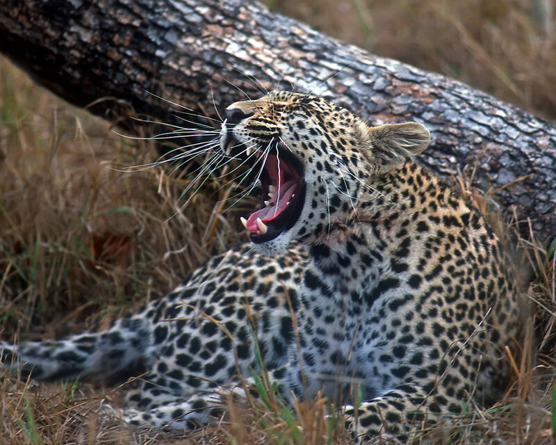 Leopard Yawning — Brown, Natural, Afternoon, Photograph, Tree Trunk
