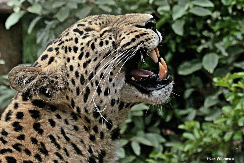 Leopard Yawning — Brown, Natural, Photograph, Leaves