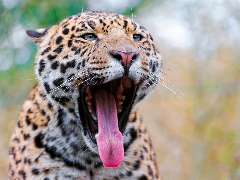 Leopard Yawning — Brown, Natural, Photograph, Open Mouth