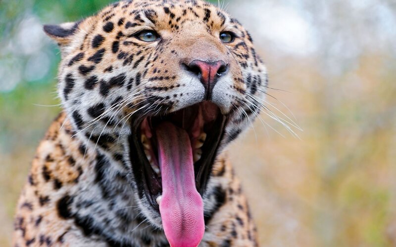 Leopard Yawning — Brown, Natural, Photograph