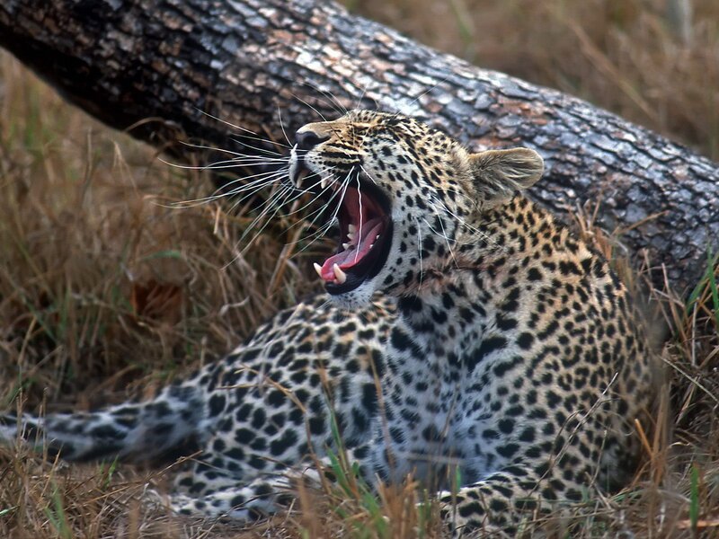 Leopard Yawning — Brown, Natural