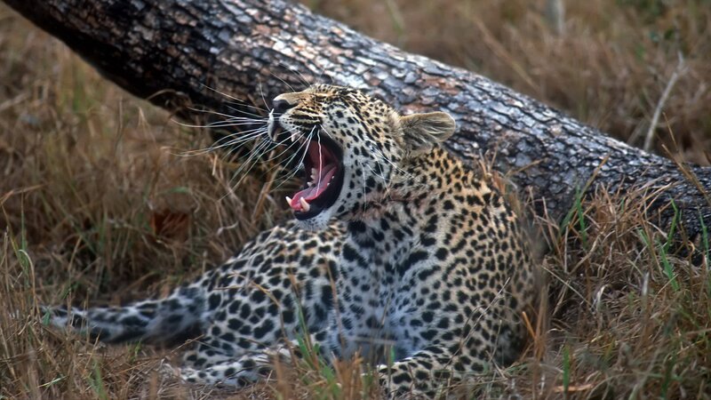 Leopard yawning in grass