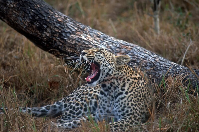 Leopard yawning in grass