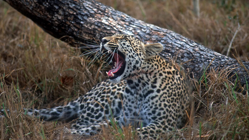 Leopard yawning in grass