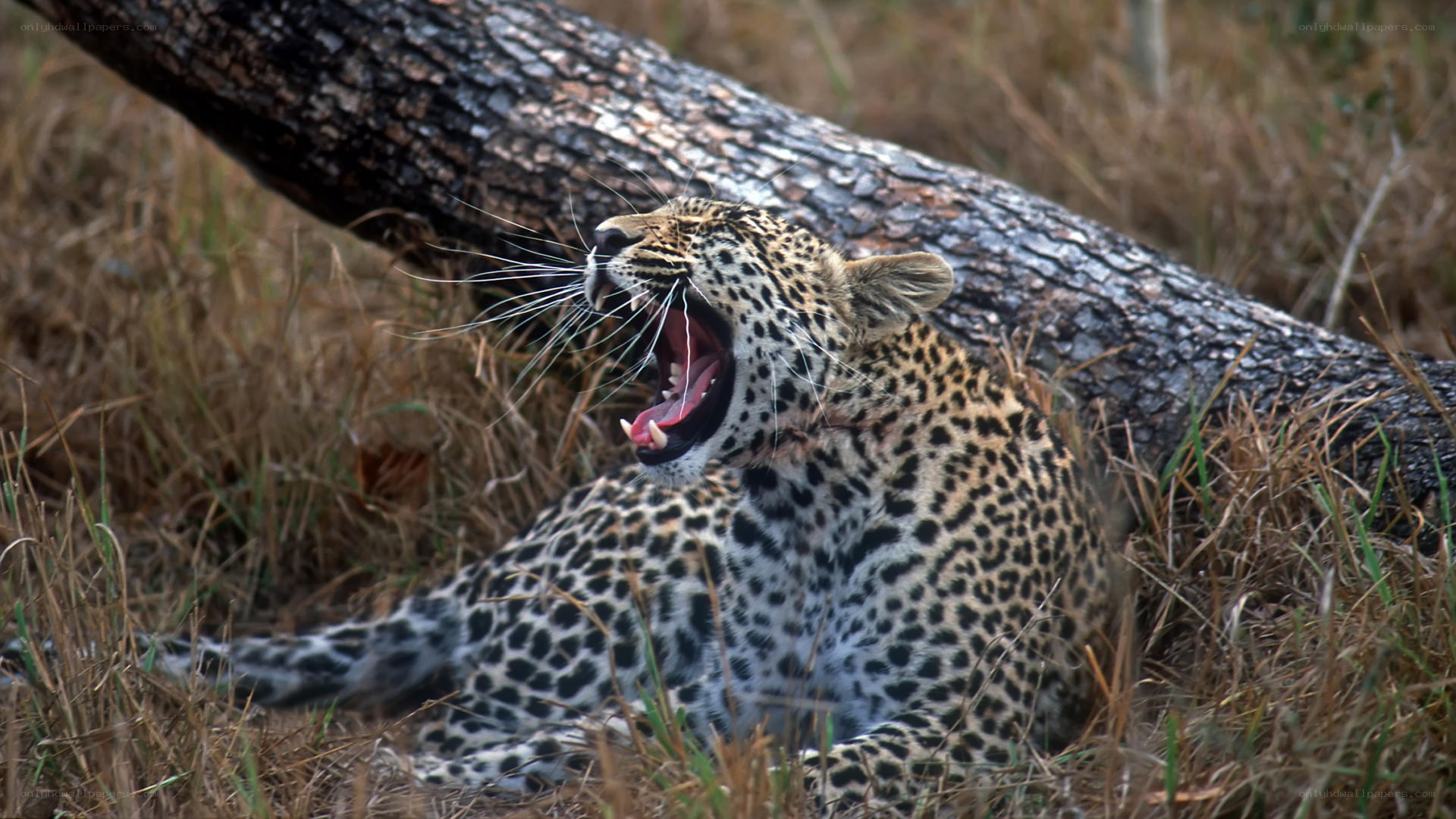 Leopard yawning in grass