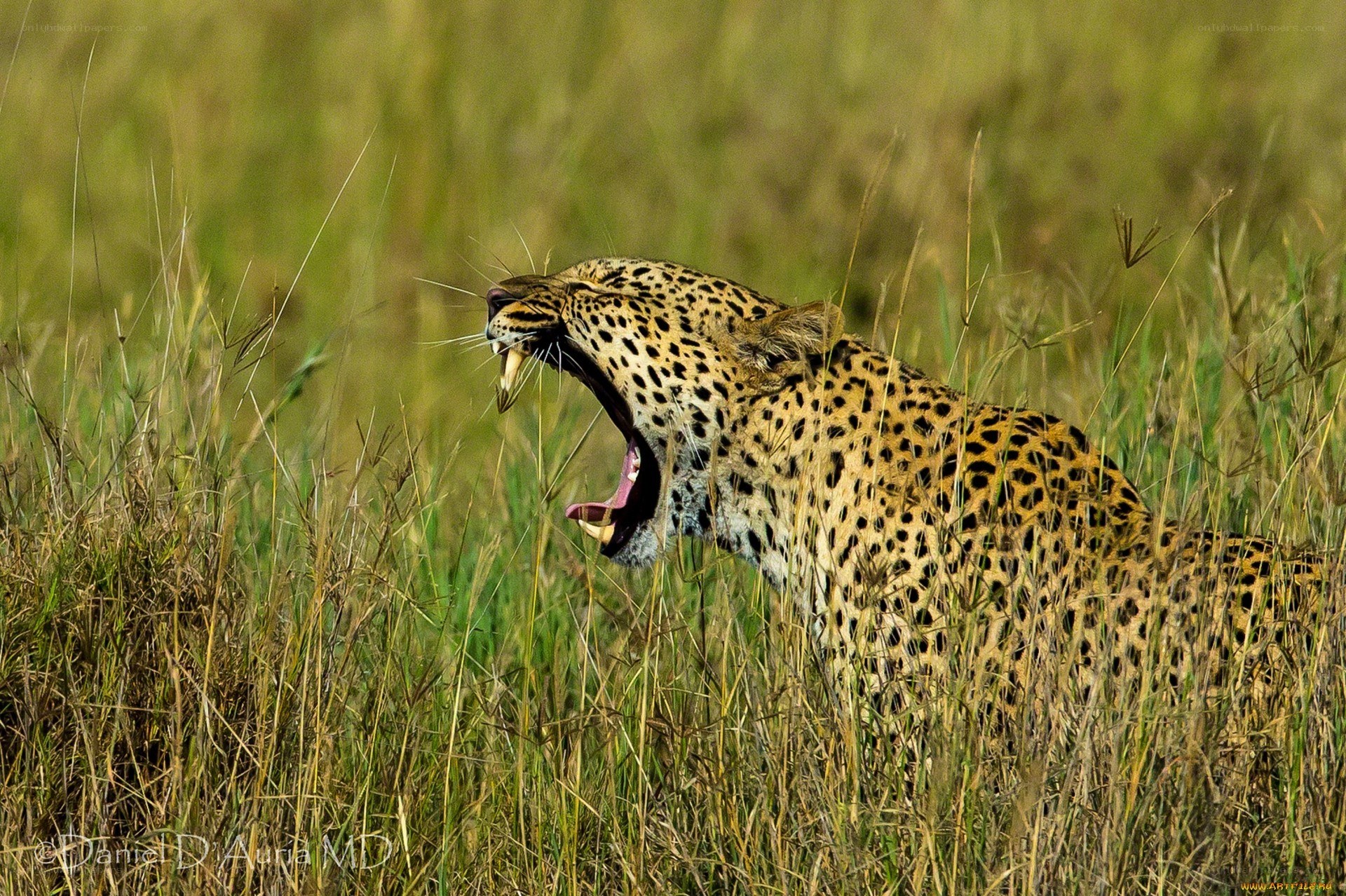 Leopard yawning in tall grass