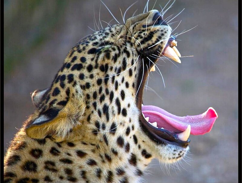 leopard yawning in the wild