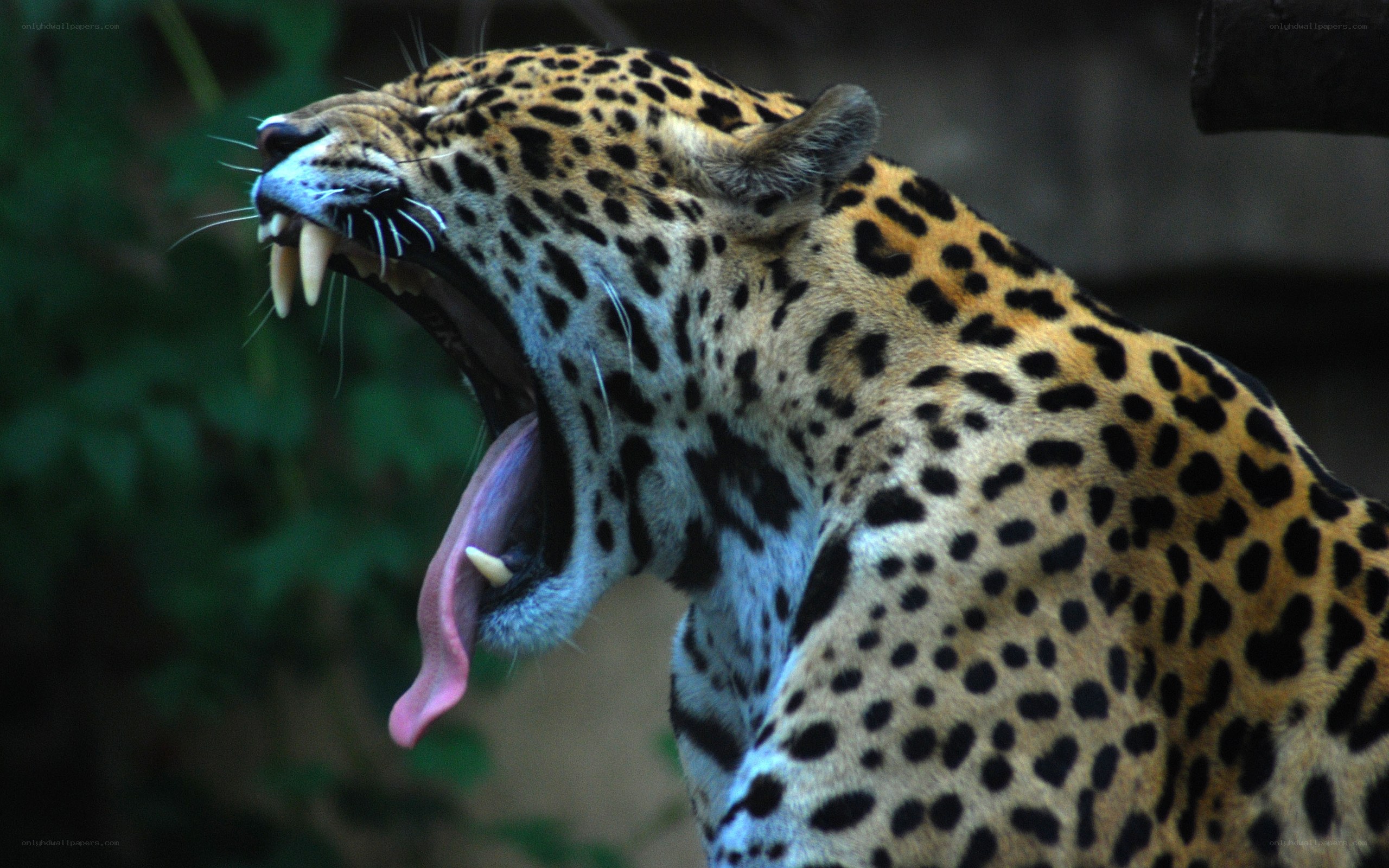 leopard yawning in the wild