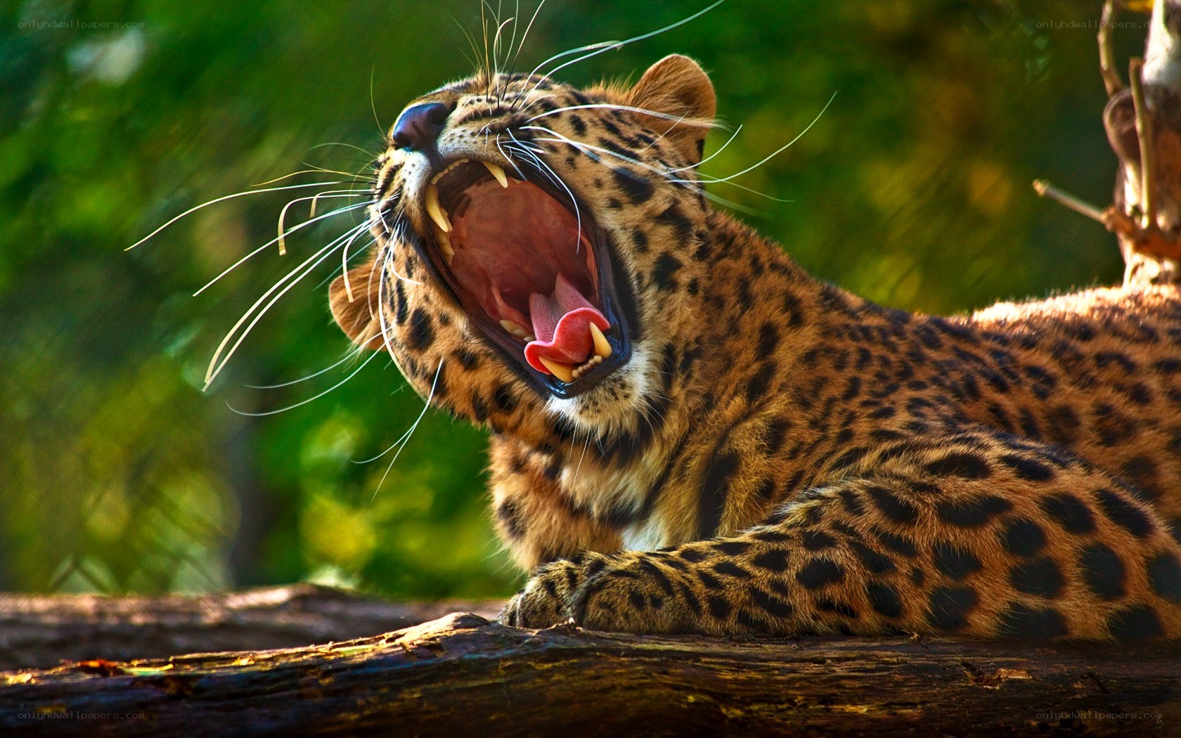 Leopard yawning in the wild