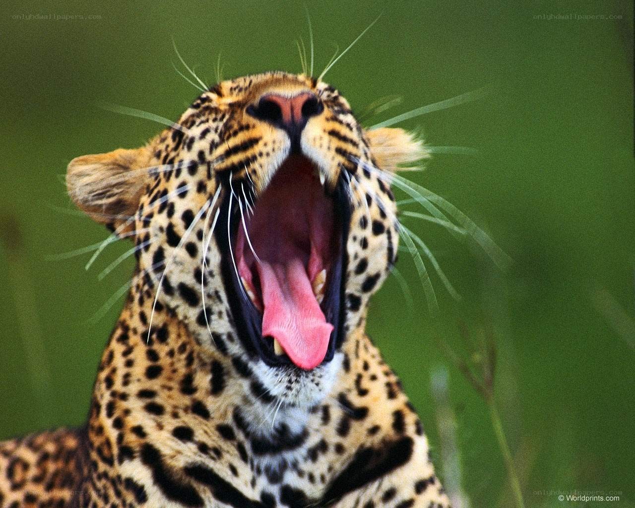Leopard yawning in the wild
