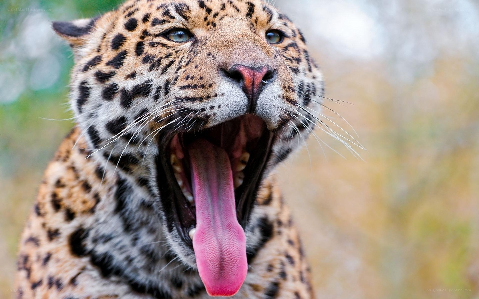 Leopard yawning in the wild
