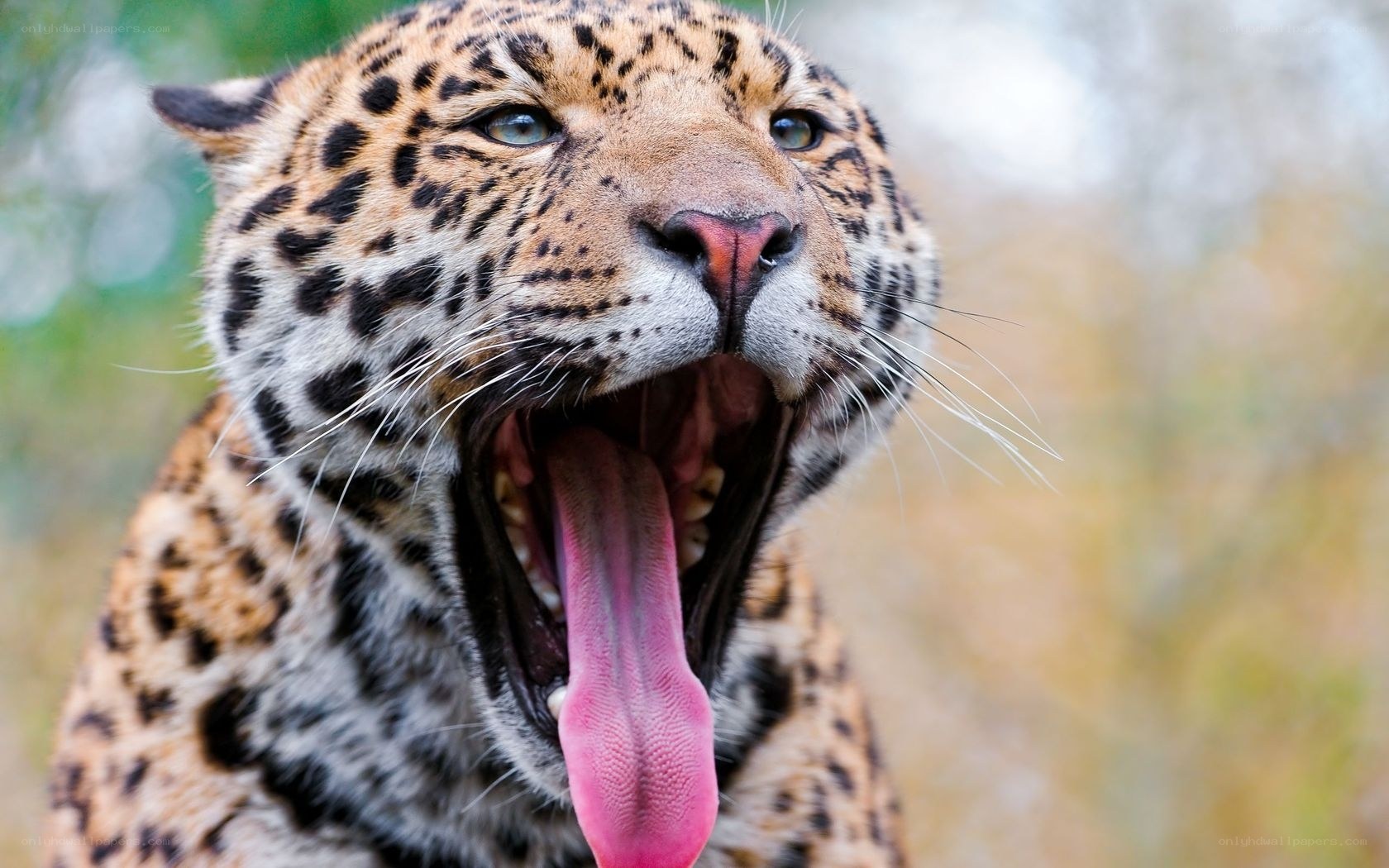 Leopard yawning in the wild