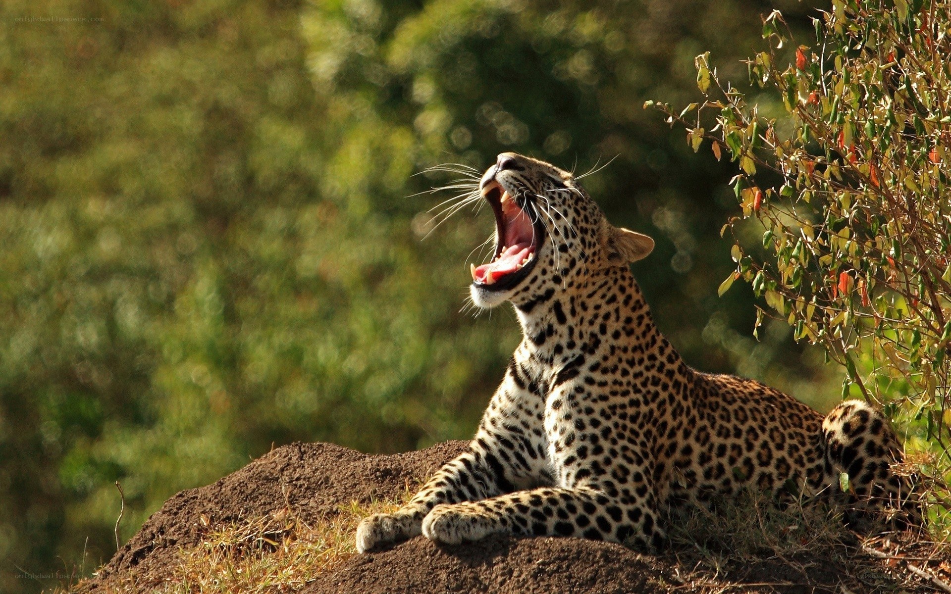 Leopard yawning on a mound