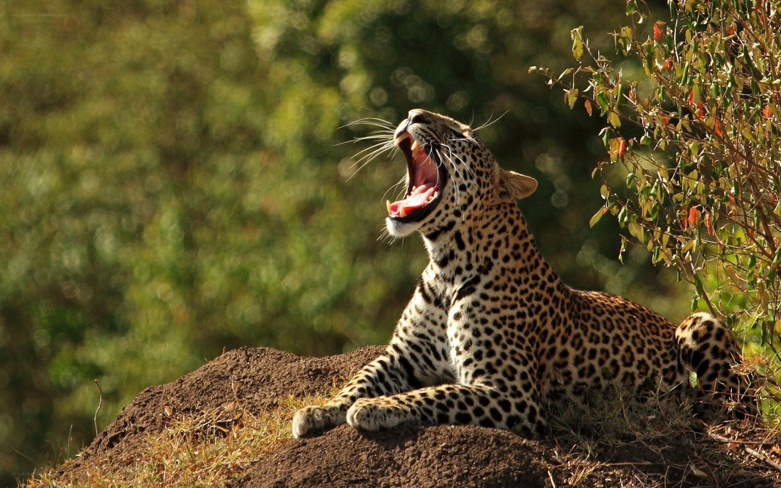 Leopard yawning on a mound