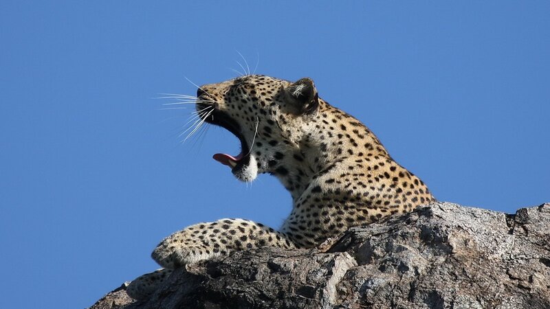 Leopard yawning on a rock