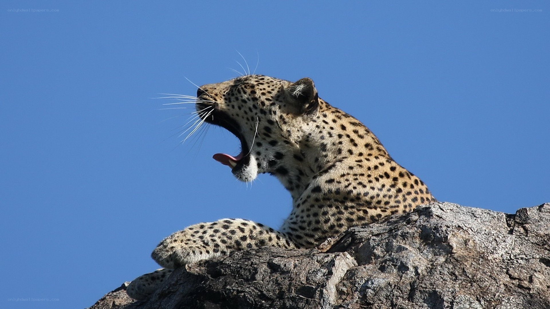 Leopard yawning on a rock