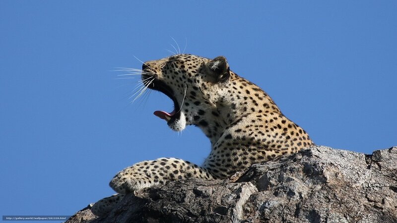 Leopard yawning on a rock