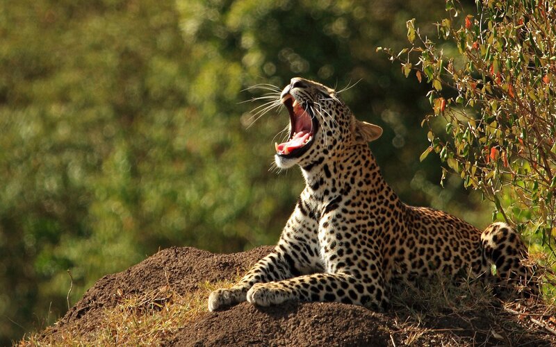 Leopard Yawning on Mound — Brown, Natural