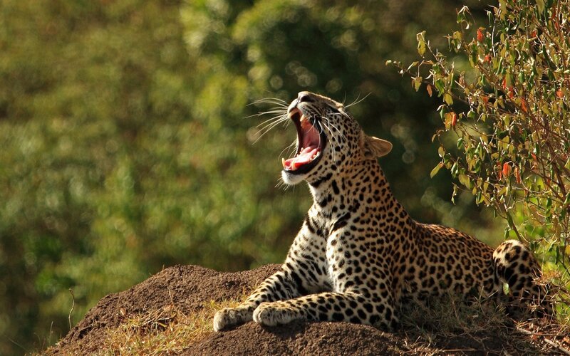 Leopard Yawning on Mound