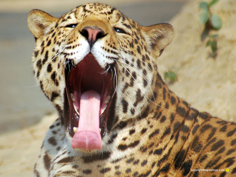 Leopard Yawning