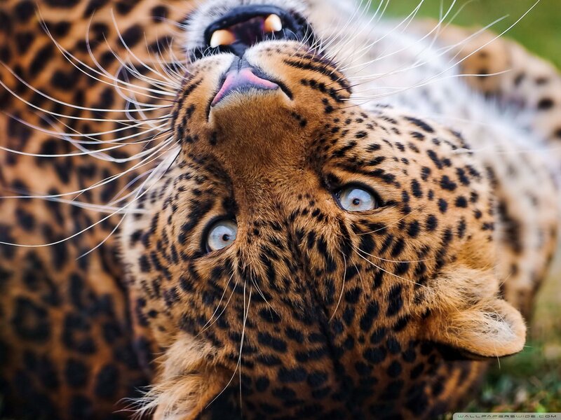 Leopard yawning up close
