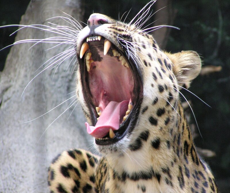 leopard yawning widely