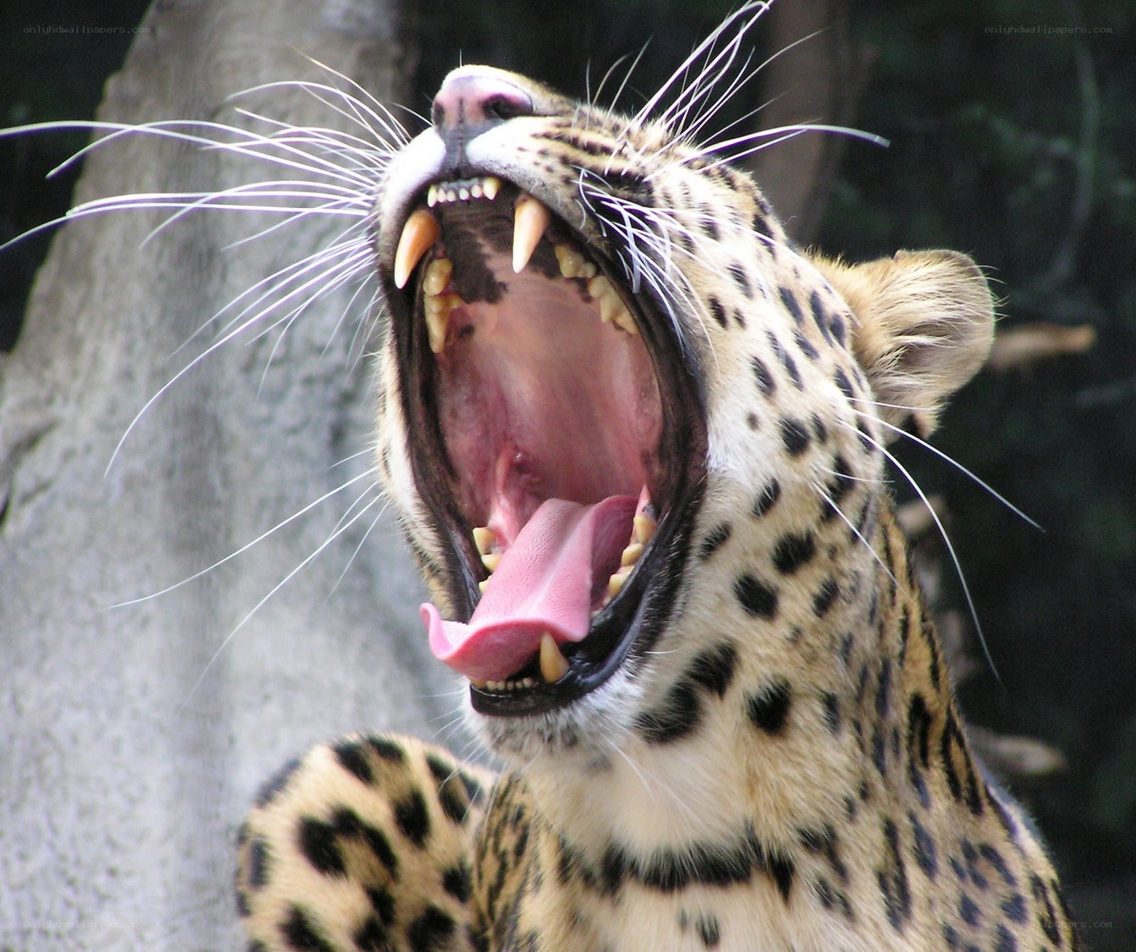 leopard yawning widely