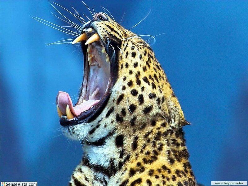 Leopard yawning with open mouth