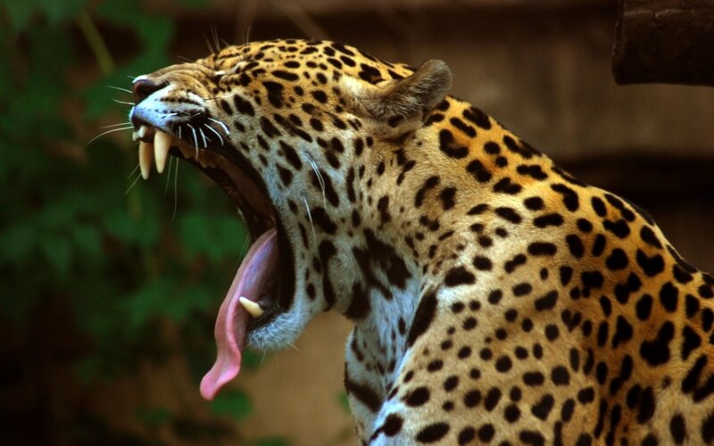 Leopard Yawning — Yellow, Natural, Photograph