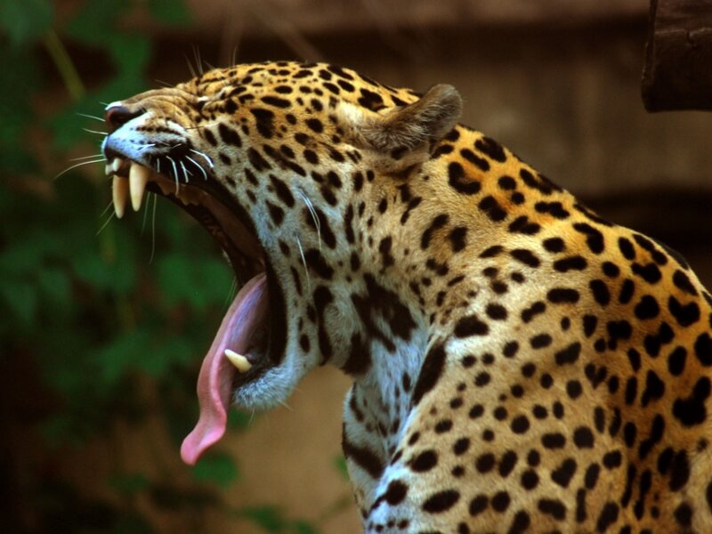 Leopard Yawning — Yellow, Natural
